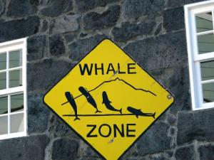 Portugal | Azoren - Die Saison der Giganten: Der Traum vom Blauwal
